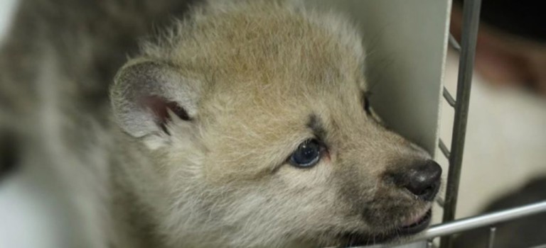 #LoCurioso China presenta el primer lobo ártico clonado del mundo